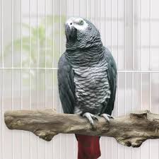 African grey parrot perched on a branch