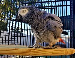 African grey parrot perched on a wooden bar