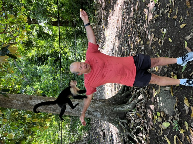 Capuchin monkey hanging by its tail next to a guest in the jungle